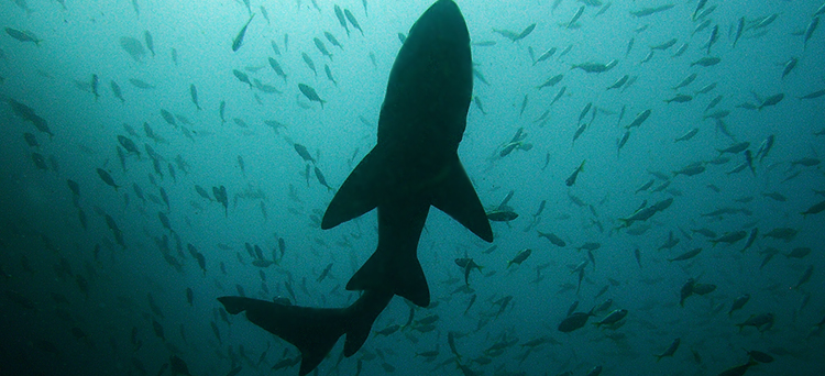 Mergers & Acquisitions, Compraventa de empresas