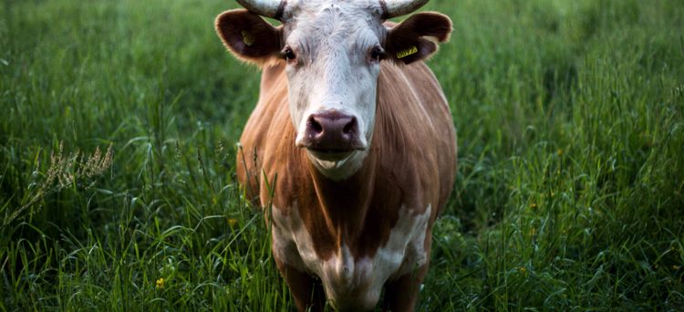 Green Bonds and Agriculture Project Finance