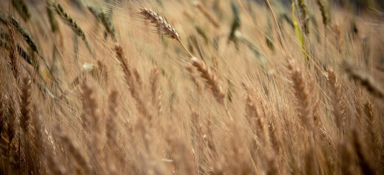 Oportunidades de Inversión en el Sector Agrícola Ruso