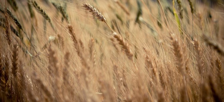 Investment Opportunities in Russia’s Growing Agriculture Sector