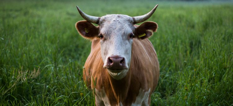 Bonos Verdes y el Financiamiento de Proyectos Agrícolas