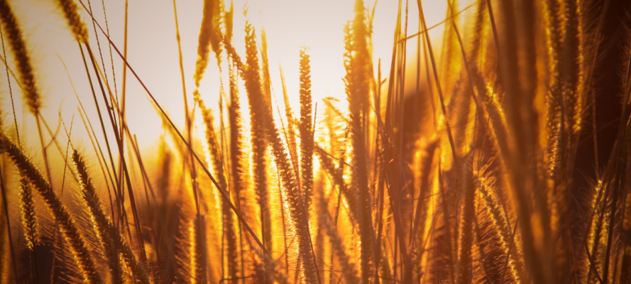 M&A in the agri inputs sector