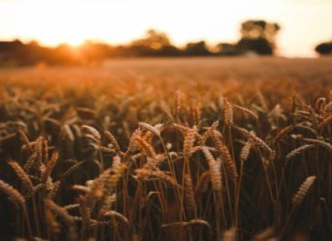 1food-sunset-love-field