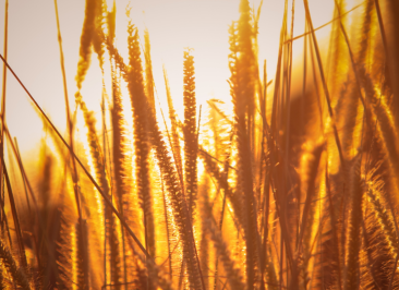 M&A in the agri inputs sector