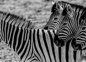 ONEtoONE_blog_compraventaempresas_leader