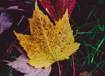 Mergers & Acquisitions, Compraventa de empresas