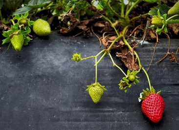 blog_ONEtoONE_compraventaempresas_capacidades_unicas