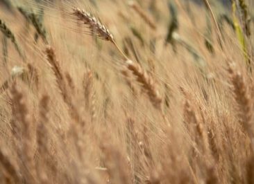 Oportunidades de Inversión en el Sector Agrícola Ruso