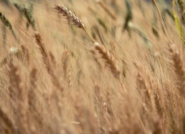 Investment Opportunities in Russia’s Growing Agriculture Sector