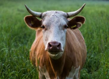 Bonos Verdes y el Financiamiento de Proyectos Agrícolas