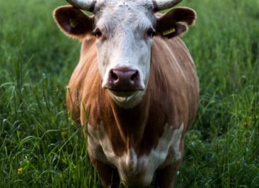 Green Bonds and Agriculture Project Finance