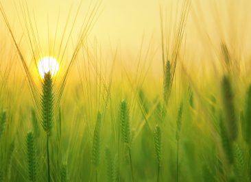 pexels-pixabay-207247